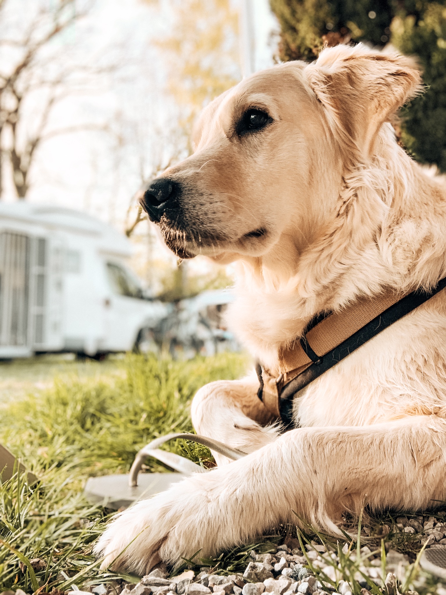 Reisen Mit Hund Chiemsee 7