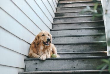 Hunde Treppen Kopie