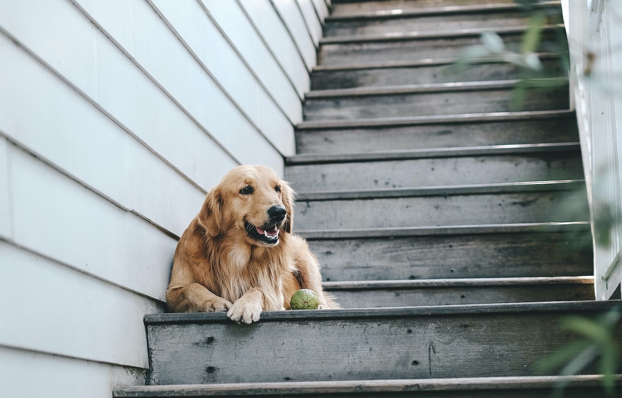 Hunde Treppen Kopie