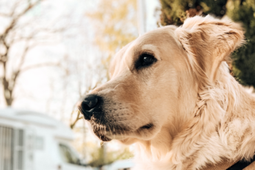 Bellendehundebeissenicht