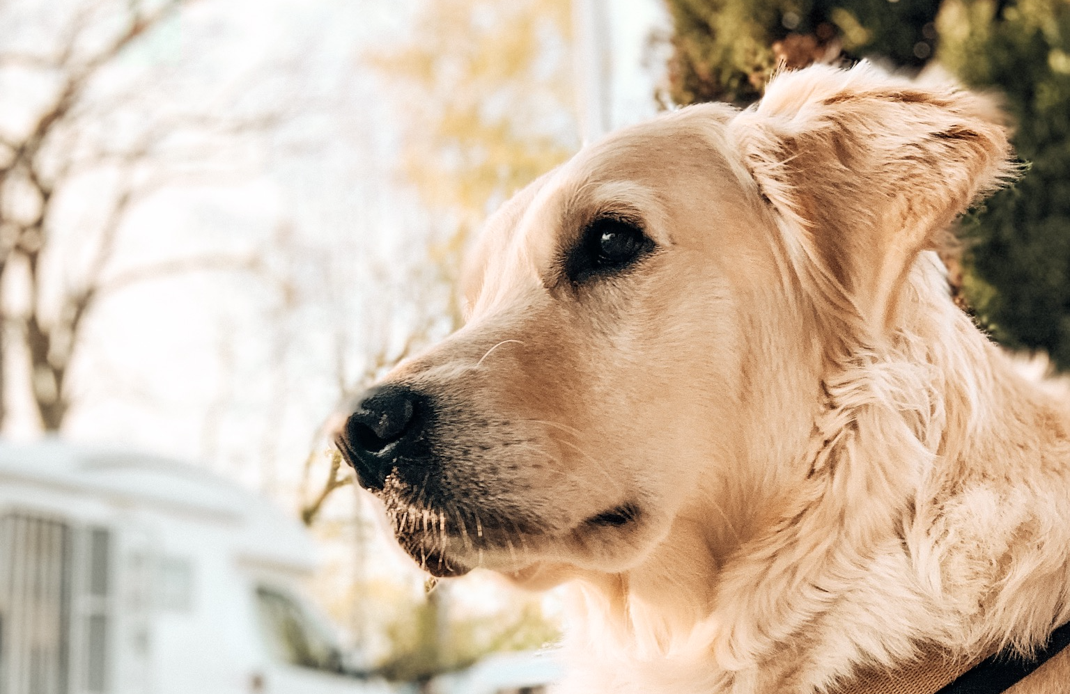 Bellendehundebeissenicht