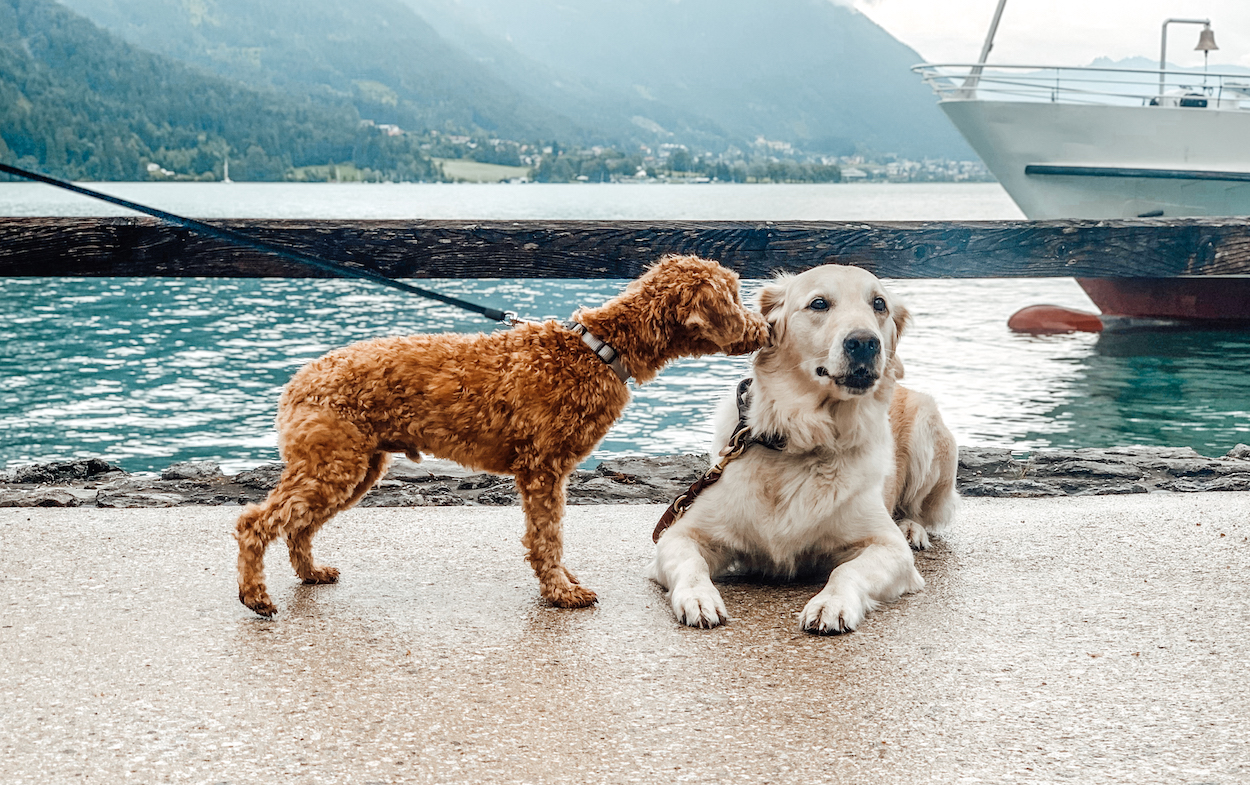 Lills Hundeblog Urlaubmithund Achensee Osterreich 1