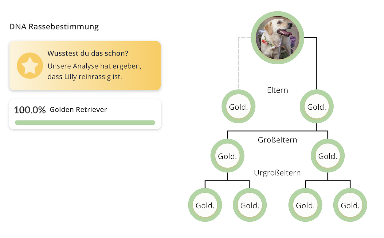 Dna Rassebestimmung Hund