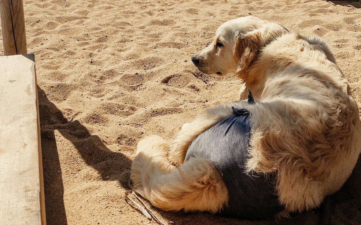 Laeufigkeit Hund