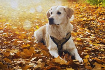 Futtermittel Allergie Hund 1 Kopie