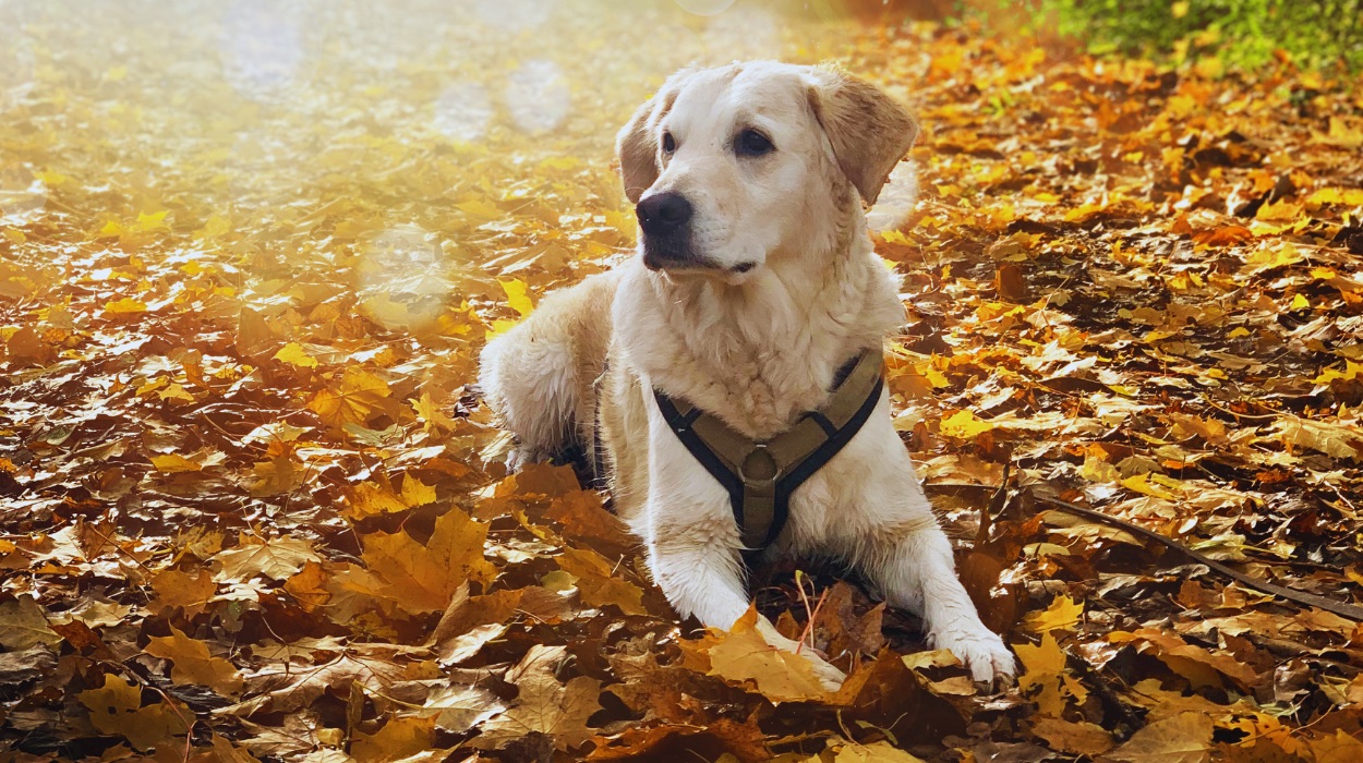 Futtermittel Allergie Hund 1 Kopie