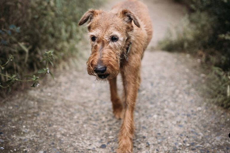 Alterhund