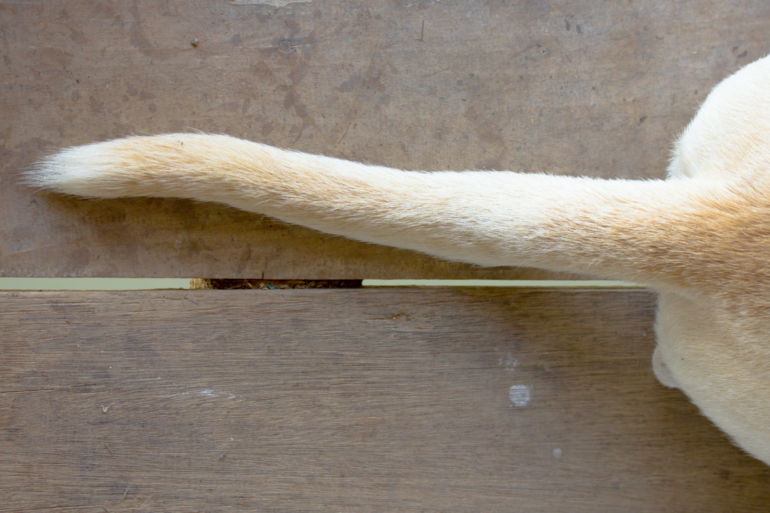 Analdrüsen Hund