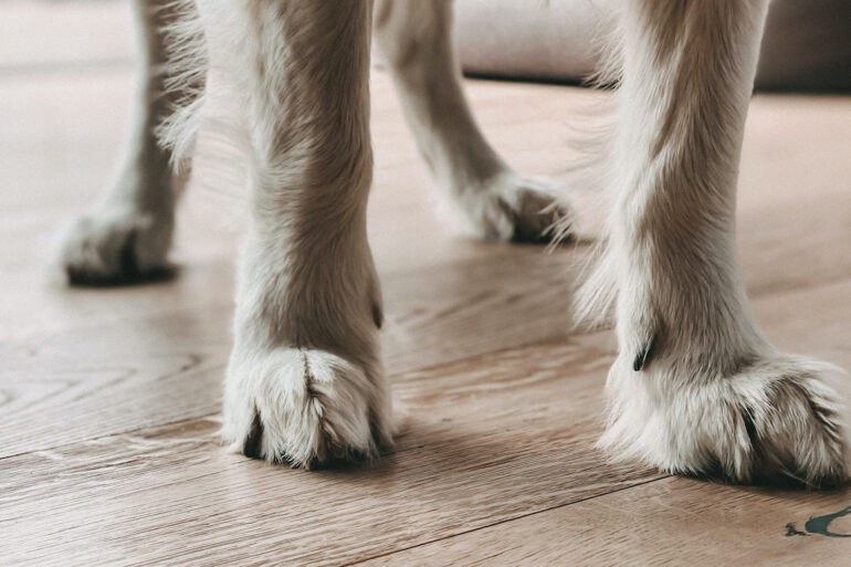 Pfotenpflege Hund 0033 Jpg