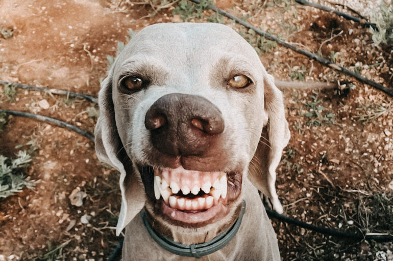 Zahnnpflege Hund