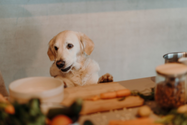 Vegetarisches Hundefutter Erfahrung