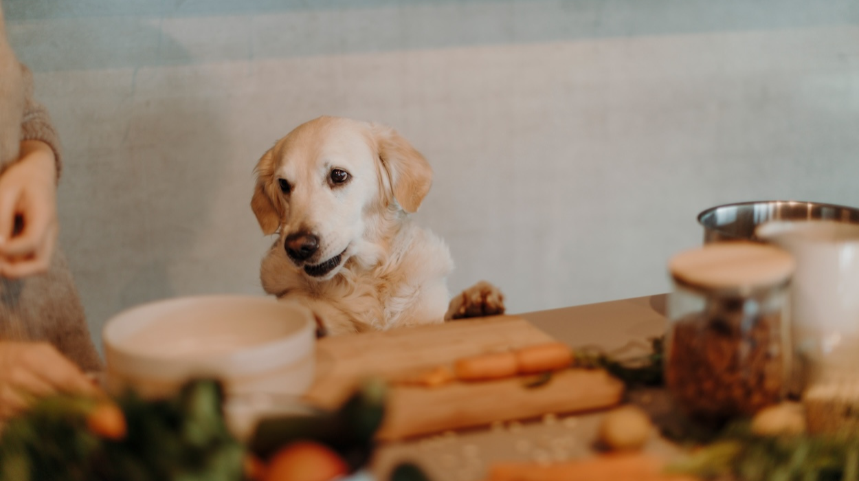 Vegetarisches Hundefutter Erfahrung